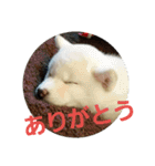 白柴犬のシロ 実写スタンプ（個別スタンプ：7）