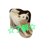 白柴犬のシロ 実写スタンプ（個別スタンプ：8）