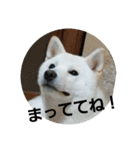 白柴犬のシロ 実写スタンプ（個別スタンプ：9）