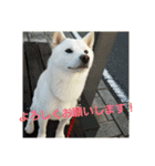 白柴犬のシロ 実写スタンプ（個別スタンプ：11）