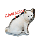 白柴犬のシロ 実写スタンプ（個別スタンプ：12）