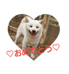 白柴犬のシロ 実写スタンプ（個別スタンプ：15）