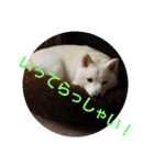 白柴犬のシロ 実写スタンプ（個別スタンプ：16）