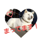 白柴犬のシロ 実写スタンプ（個別スタンプ：17）