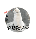 白柴犬のシロ 実写スタンプ（個別スタンプ：18）