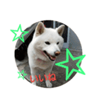 白柴犬のシロ 実写スタンプ（個別スタンプ：19）