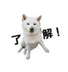 白柴犬のシロ 実写スタンプ（個別スタンプ：20）