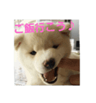 白柴犬のシロ 実写スタンプ（個別スタンプ：21）
