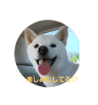 白柴犬のシロ 実写スタンプ（個別スタンプ：22）