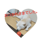 白柴犬のシロ 実写スタンプ（個別スタンプ：23）