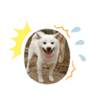 白柴犬のシロ 実写スタンプ（個別スタンプ：24）
