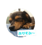 チワックスのミートくん！②（個別スタンプ：14）
