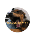 チワックスのミートくん！②（個別スタンプ：15）
