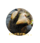 チワックスのミートくん！②（個別スタンプ：21）
