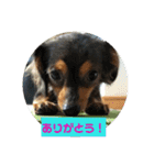 チワックスのミートくん！②（個別スタンプ：22）
