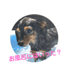 チワックスのミートくん！②（個別スタンプ：24）