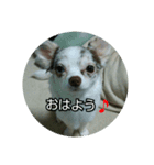 チョコちゃん！（個別スタンプ：4）