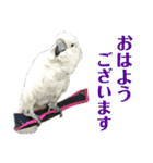 オウムのチョッパー（個別スタンプ：2）