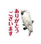 オウムのチョッパー（個別スタンプ：4）