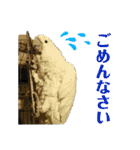 オウムのチョッパー（個別スタンプ：5）