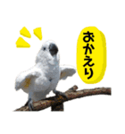 オウムのチョッパー（個別スタンプ：10）