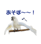 オウムのチョッパー（個別スタンプ：12）