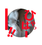 オウムのチョッパー（個別スタンプ：16）