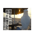 オウムのチョッパー（個別スタンプ：17）