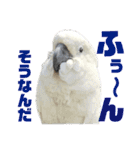 オウムのチョッパー（個別スタンプ：19）