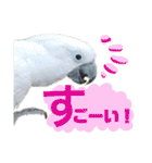 オウムのチョッパー（個別スタンプ：20）