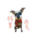 ラガジ（個別スタンプ：5）