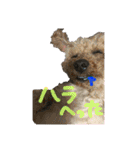 ラガジ（個別スタンプ：6）