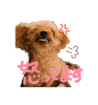 ラガジ（個別スタンプ：16）