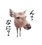 動物たちが（個別スタンプ：1）