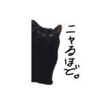 動物たちが（個別スタンプ：3）