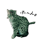 動物たちが（個別スタンプ：4）