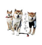 動物たちが（個別スタンプ：6）