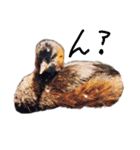 動物たちが（個別スタンプ：14）