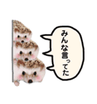 ハリネズミさんズ.1（個別スタンプ：25）