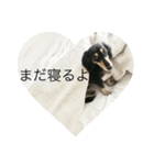 ミニチュアダックス黒タンムーちゃん 2（個別スタンプ：5）