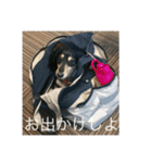 ミニチュアダックス黒タンムーちゃん 2（個別スタンプ：7）