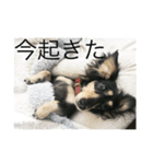 ミニチュアダックス黒タンムーちゃん 2（個別スタンプ：8）