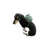 ミニチュアダックス黒タンムーちゃん 2（個別スタンプ：10）