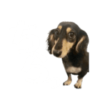 ミニチュアダックス黒タンムーちゃん 2（個別スタンプ：12）