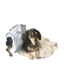 ミニチュアダックス黒タンムーちゃん 2（個別スタンプ：14）