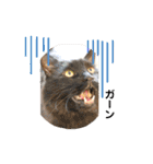 Marble CAFE保護猫たちの日常スタンプです（個別スタンプ：1）