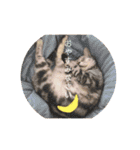 Marble CAFE保護猫たちの日常スタンプです（個別スタンプ：2）