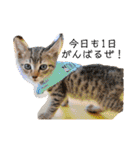 Marble CAFE保護猫たちの日常スタンプです（個別スタンプ：3）