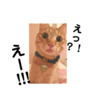 Marble CAFE保護猫たちの日常スタンプです（個別スタンプ：4）