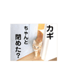 Marble CAFE保護猫たちの日常スタンプです（個別スタンプ：5）
